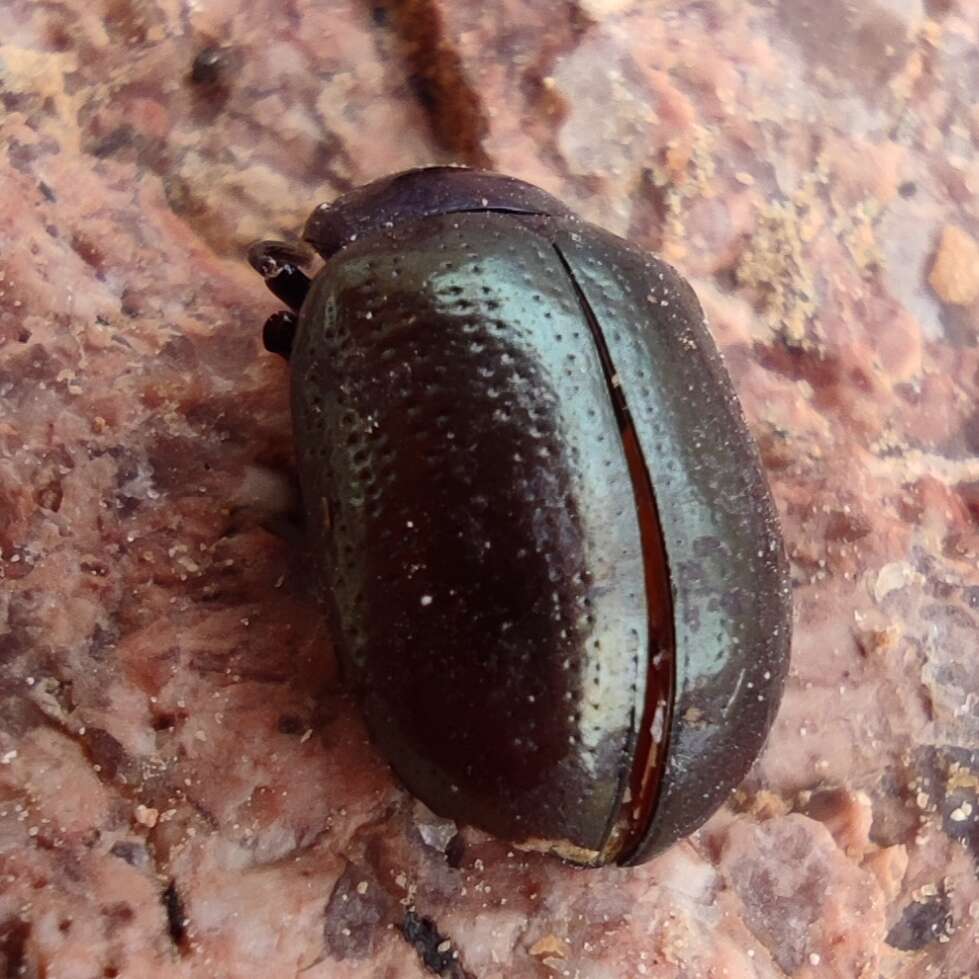 Image of <i>Chrysolina bicolor</i>