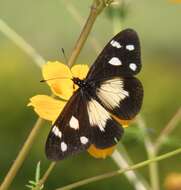 Imagem de Acraea johnstoni Godman 1885