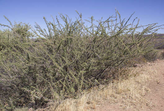 Vachellia hebeclada (DC.) Kyal. & Boatwr. resmi