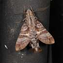 Слика од Macroglossum errans