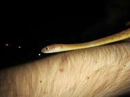 Image of Brown tree snake