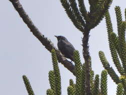Image of Striated Starling