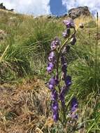 Aconitum burnatii Gayer的圖片