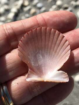 Image of Aequipecten muscosus (W. Wood 1828)