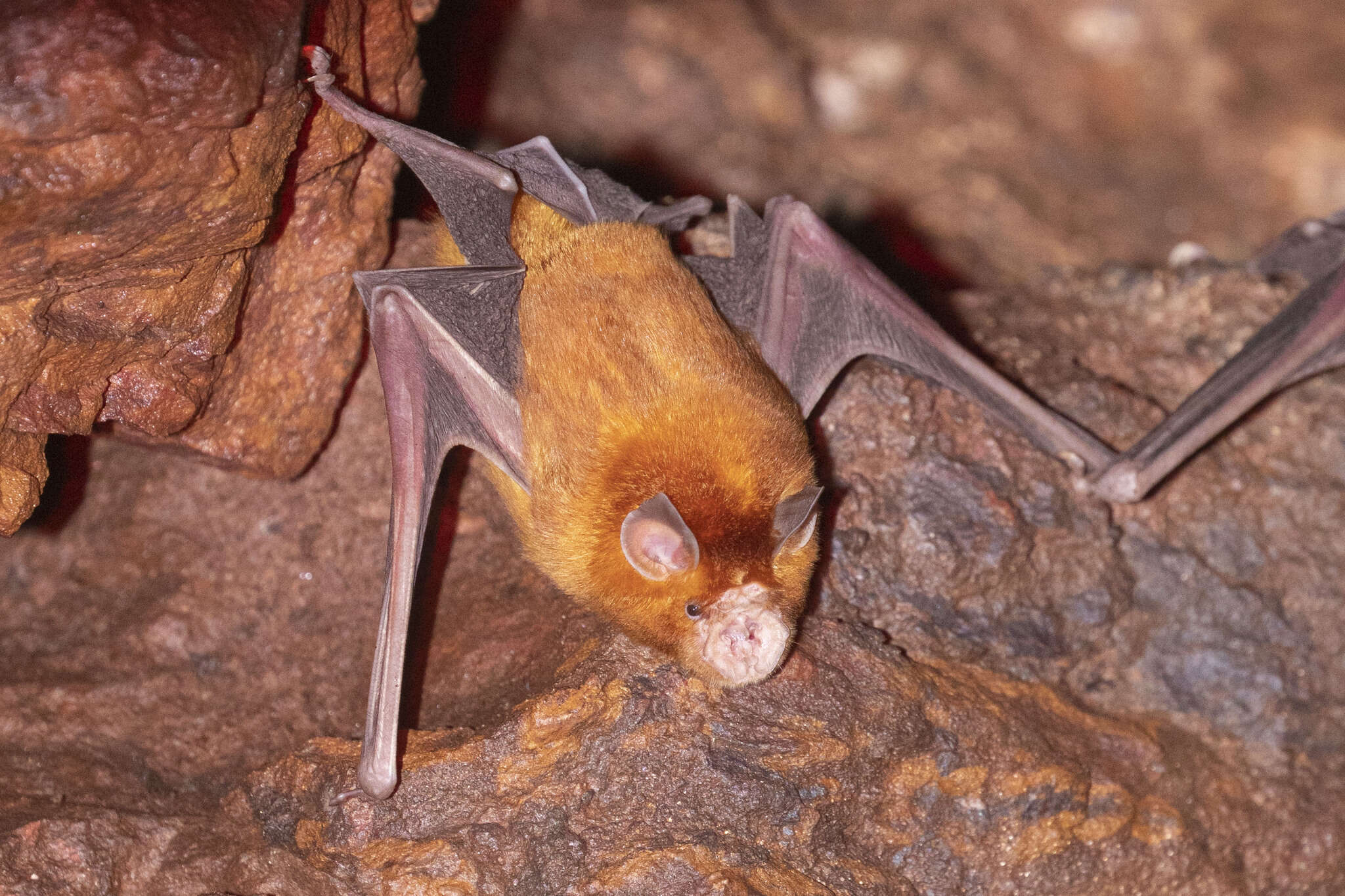 Image of Golden Horseshoe Bat