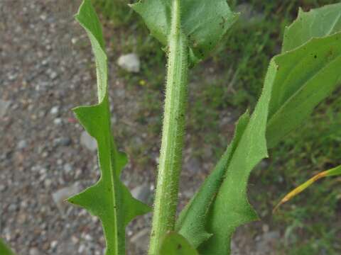 Image of smallflower hawksbeard