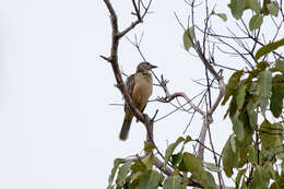 Image of Fawn-breasted Bowerbird