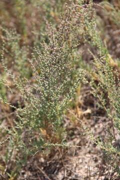 Image of Suaeda prostrata Pall.