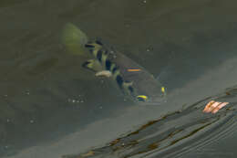 Image of Sevenspot archerfish