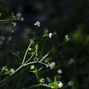 Image of Ranunculus apiifolius Pers.