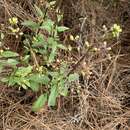 Image of Scrophularia glabrata Ait.