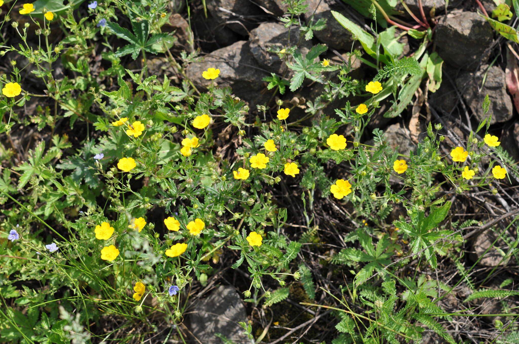 Image of European cinquefoil