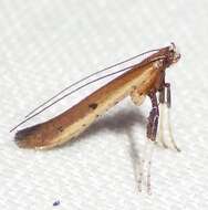 Image of Caloptilia violacella (Clemens 1860)