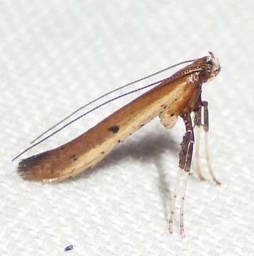 Image of Caloptilia violacella (Clemens 1860)