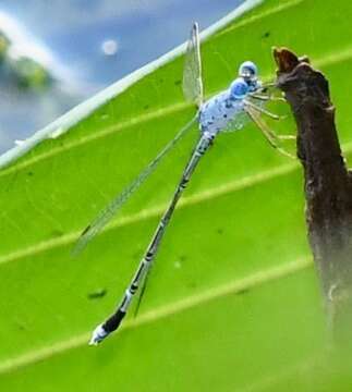 Image de Lestes praemorsus Hagen ex Selys 1862