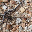 Image of Polygala microlopha Burch. ex DC.