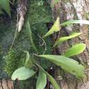 Image of lanceleaf tongue fern