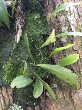 Image of lanceleaf tongue fern