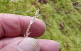 Rytidosperma gracile (Hook. fil.) Connor & Edgar resmi