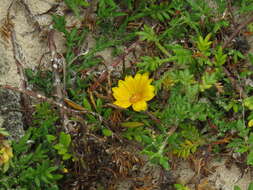 Image of Gazania maritima Levyns