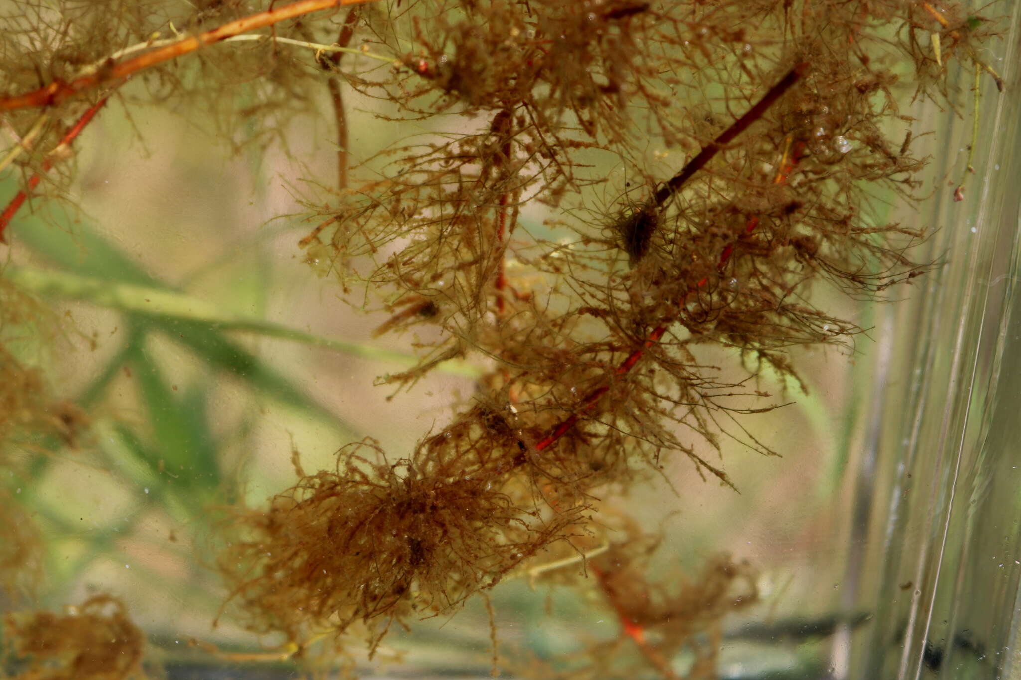Image of Loose Water-Milfoil