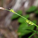 Слика од Carex xiphium Kom.