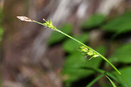 Image de Carex xiphium Kom.