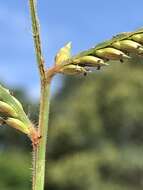 Image of sweet signalgrass