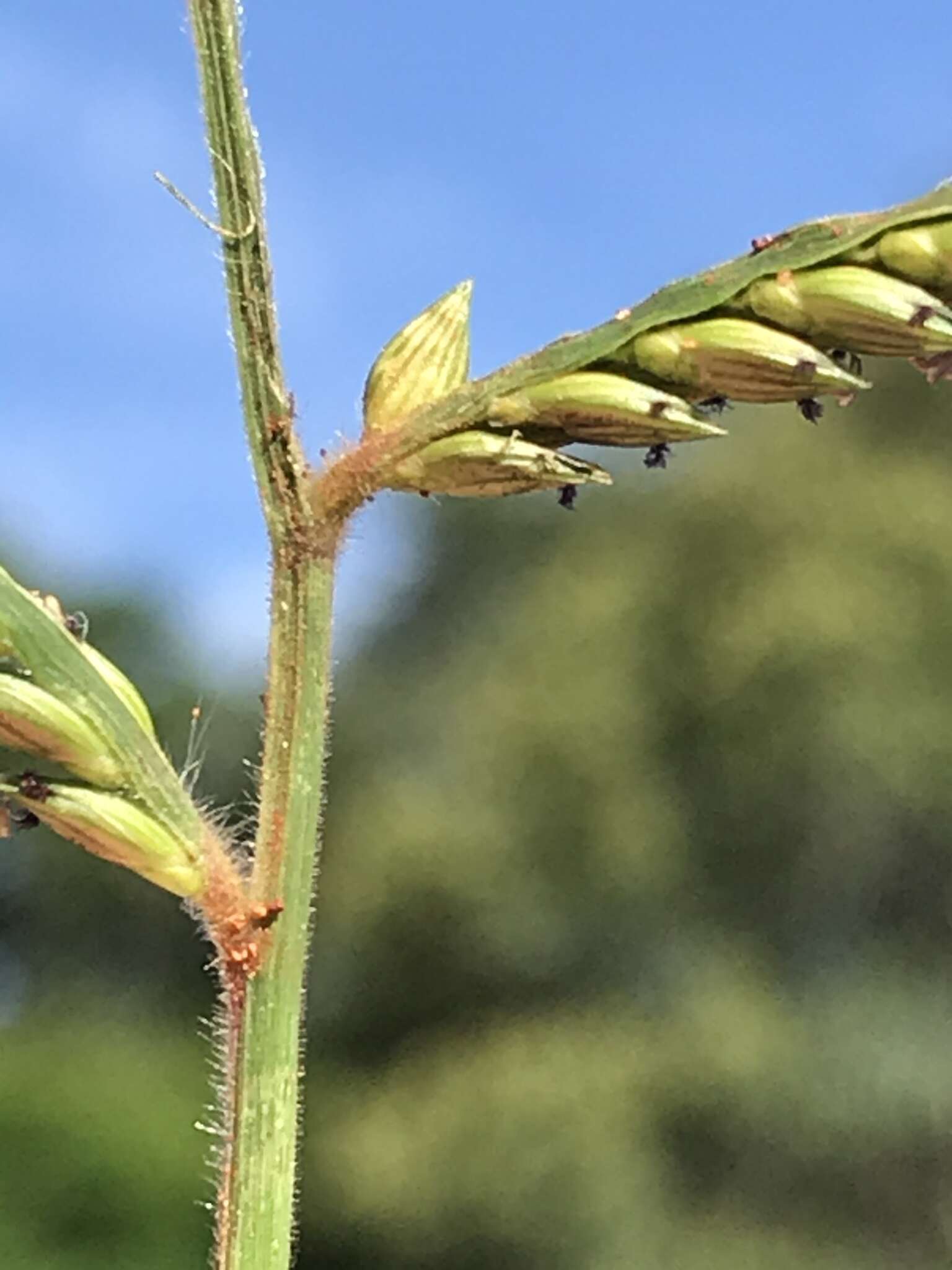 Plancia ëd Brachiaria eruciformis (Sm.) Griseb.