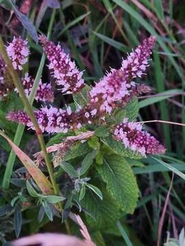 Imagem de Mentha villosa Huds.