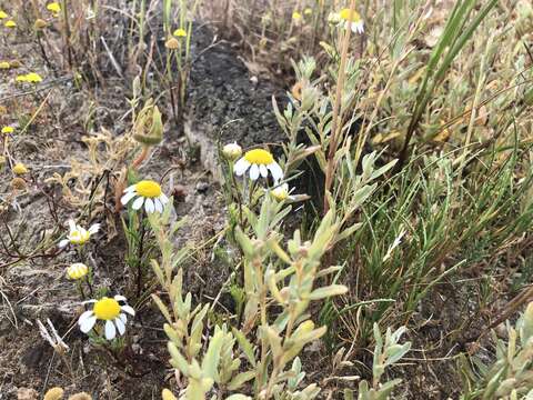 صورة Oncosiphon africanum (Berg.) M. Källersjö