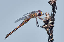 Image of Florida Baskettail