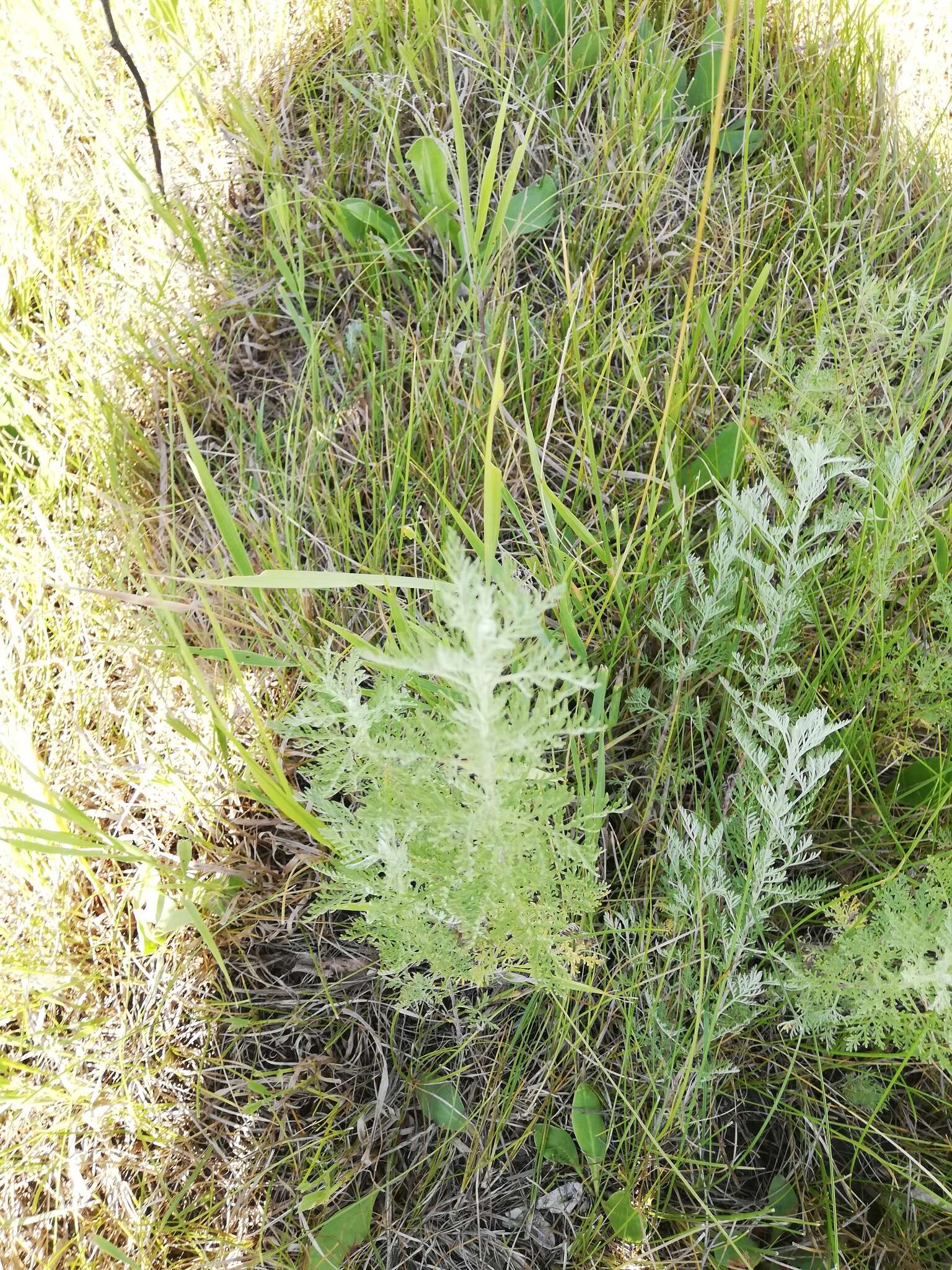 Image of Roman wormwood