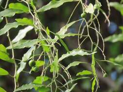 Image of Capparis fascicularis var. fascicularis