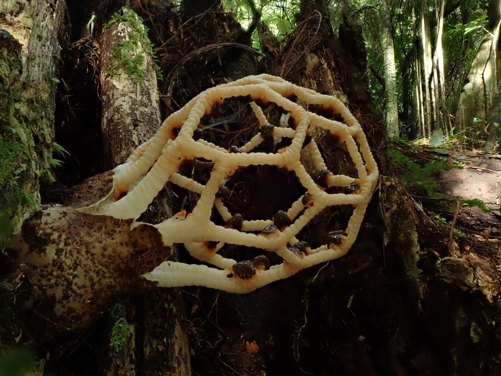 Imagem de Clathrus chrysomycelinus Möller 1895