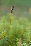 Image of Cantharis paludosa Fallén 1807