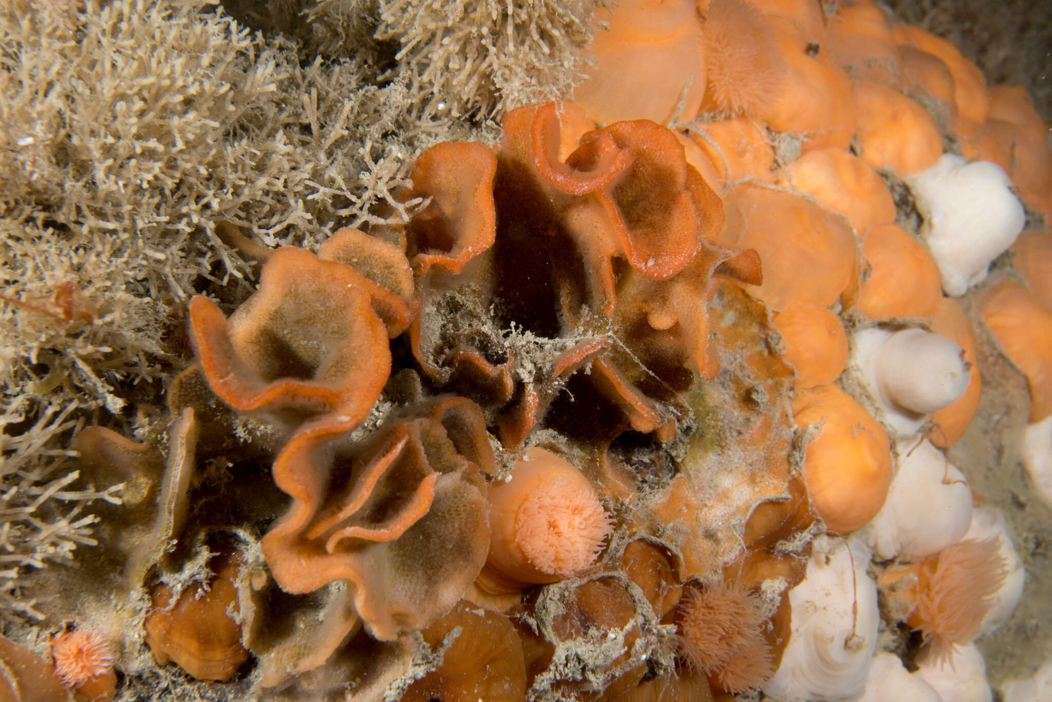 Image of potato crisp bryozoan