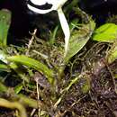 Image of Epidendrum jejunum Rchb. fil.