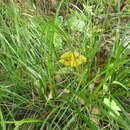 Image of Carex sellowiana Schltdl.
