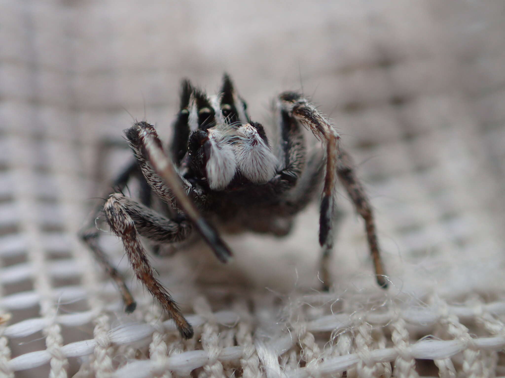 Image of Habronattus sansoni (Emerton 1915)