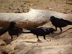 Imagem de Corvus bennetti North 1901