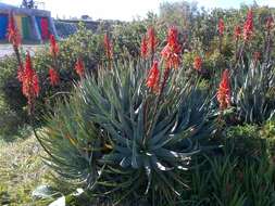 صورة Aloe succotrina Weston