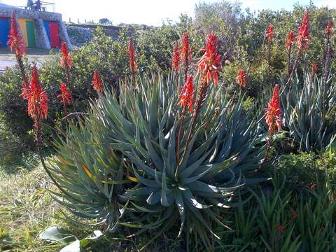 Слика од Aloe succotrina Weston