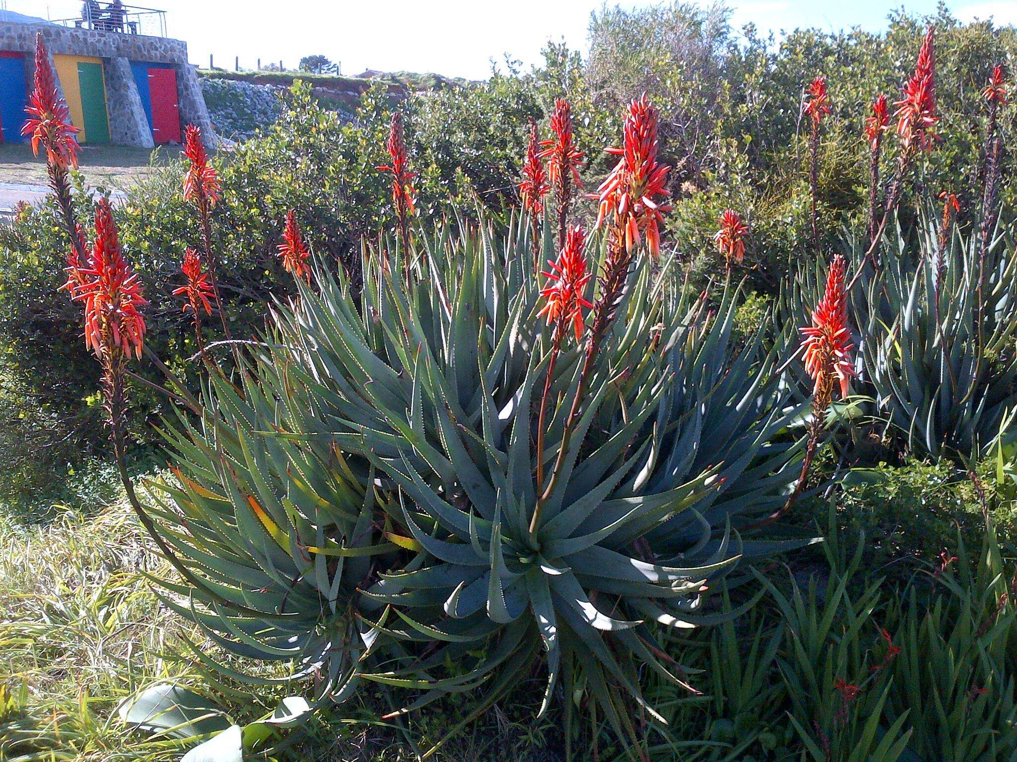 Aloe succotrina Weston resmi