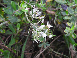 Image of Olearia myrsinoides (Labill.) F. Müll.