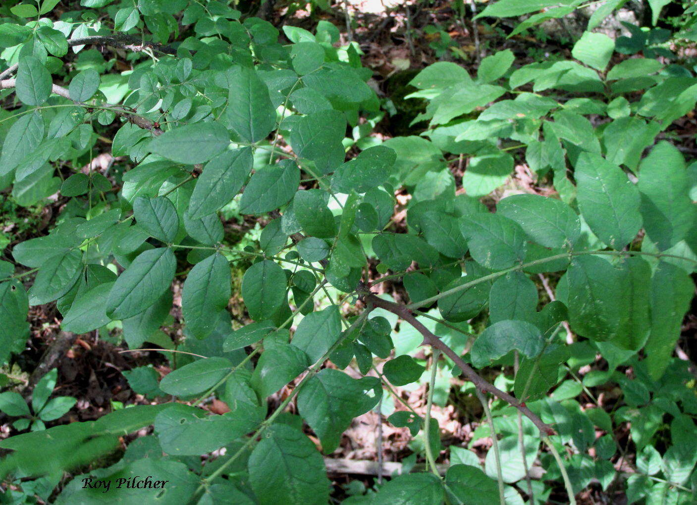 Image of common pricklyash