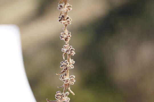 Plancia ëd Galium verticillatum Danthoine ex Lam.