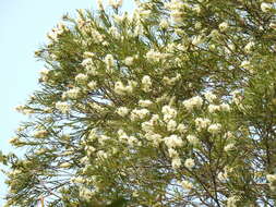 Image de Melaleuca trichostachya Lindl.