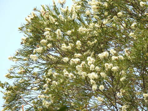 Image of Melaleuca trichostachya Lindl.