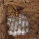 Image of Polistes palmarum Bequard 1936